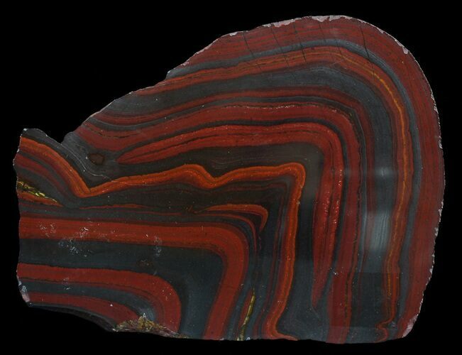 Polished Tiger Iron Stromatolite - ( Billion Years) #62731